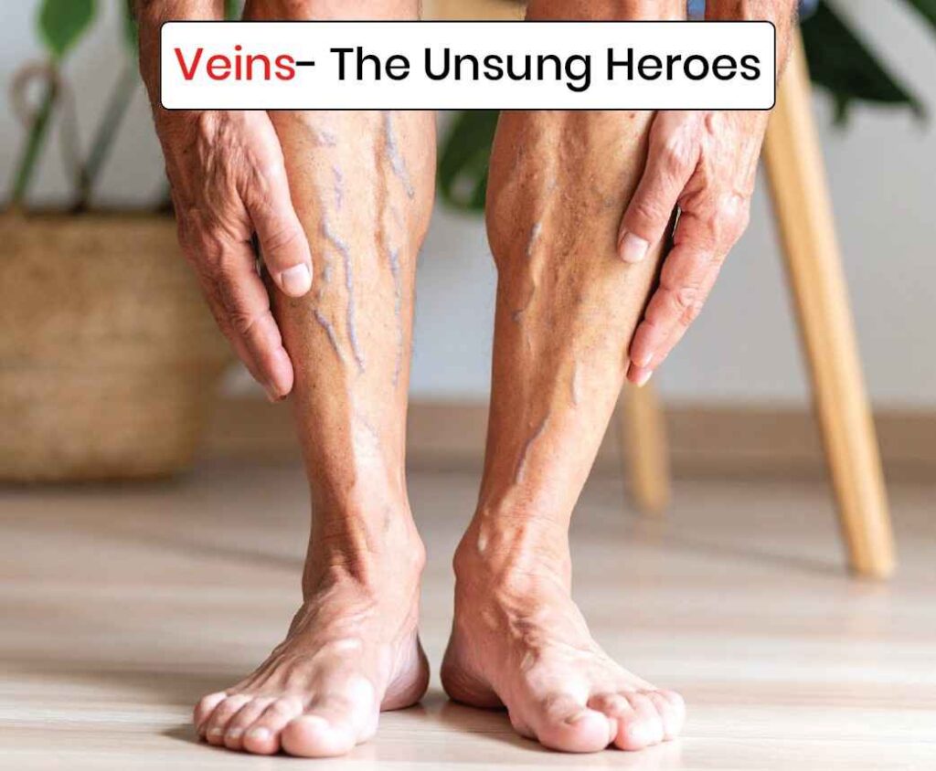 veins-the unsung heroes